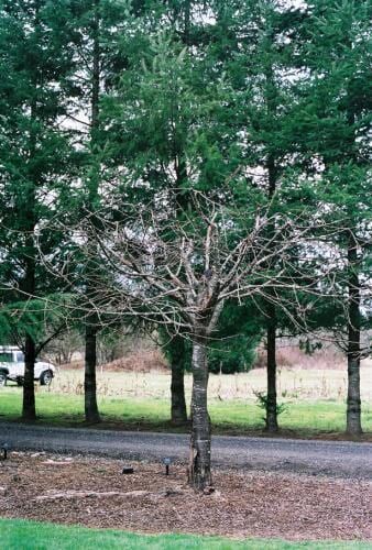 A small tree with bare branches in front of tall green evergreen trees, next to a paved road.