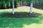 Two trees with white bark in a circle of mulch on a green lawn, background of trees and a fence.