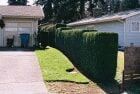 Tall, green hedge bordering a driveway and lawn between two houses with garages.