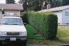 White SUV parked beside a tall, green hedge in a suburban setting.