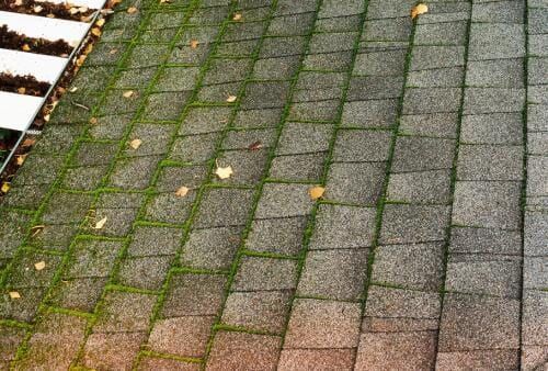 Close-up of a shingled roof with moss growth and fallen leaves.