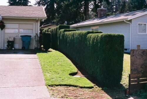 Concrete driveway next to green lawn, and tall, dark green hedge separating houses.