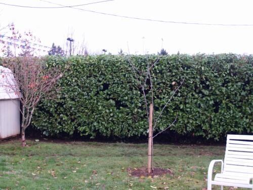 Lush green hedge in a backyard, with a small bare tree in front, and a white bench to the right.