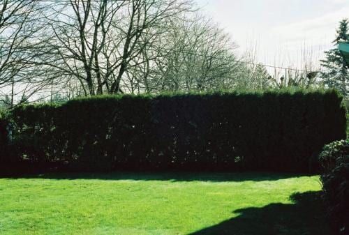 Green lawn with a tall, dark green hedge against a backdrop of bare trees under a sunny sky.