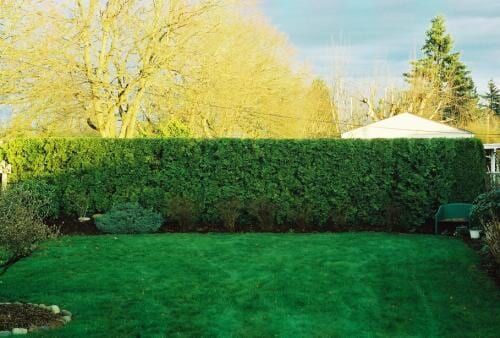 Green lawn bordered by a dense, evergreen hedge under a bright sky.