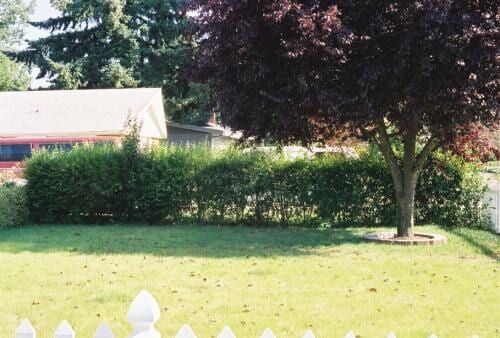 Green hedge in front of a house, a tree with dark red leaves in the right corner, a white picket fence in the bottom.