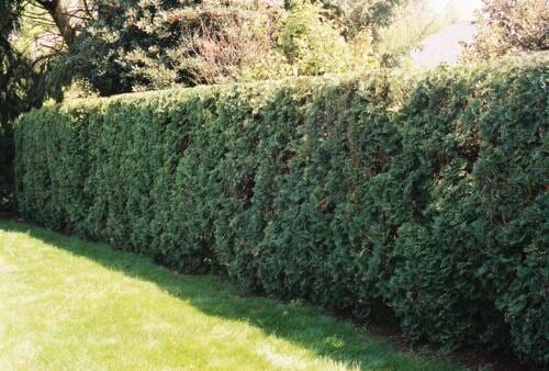Green hedge growing along a green lawn; trees in the background.