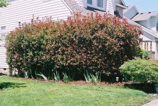 Large reddish-leafed bushes line a house's foundation, with green grass in front and a smaller green bush to the side.