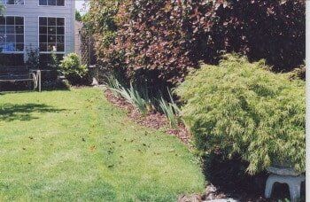 Lush green lawn with a Japanese maple and irises planted in a brown mulch bed in front of a house.