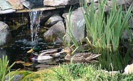 Ducks swimming in a pond with a waterfall, surrounded by rocks and green plants.