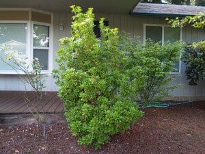 Green shrubbery in front of a house, with a window and a deck visible.