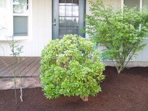 Green shrubs in front of a white house with a dark door, brown mulch ground covering.