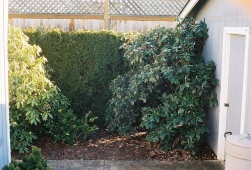 A small backyard with a hedge and bushes, a wooden fence, and a shed.