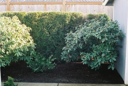 Hedged garden with dark brown mulch, green plants, and a wooden fence. Bright sunlight.