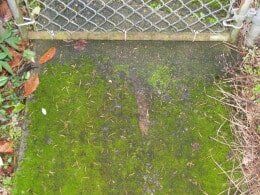 Moss-covered concrete slab under a chain-link fence, with green and brown hues.