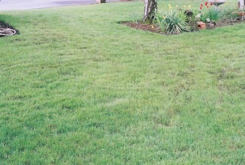Green lawn with a tree and a small flowerbed.