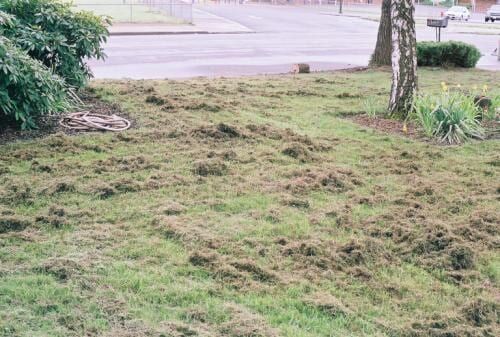 Lawn covered in brown thatch, near a street. 