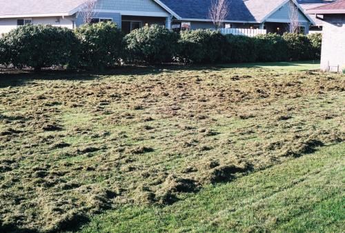 Lawn damaged by animal activity. Grass is pulled up, with houses and bushes in the background.