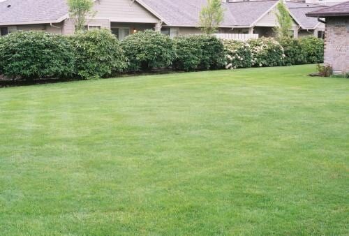 Green lawn with a row of green bushes and houses in the background.