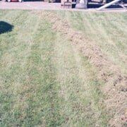 Lawn with a strip of dead grass, next to healthy green grass.