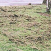 Grassy field with patches of brown debris, possibly matted grass. 