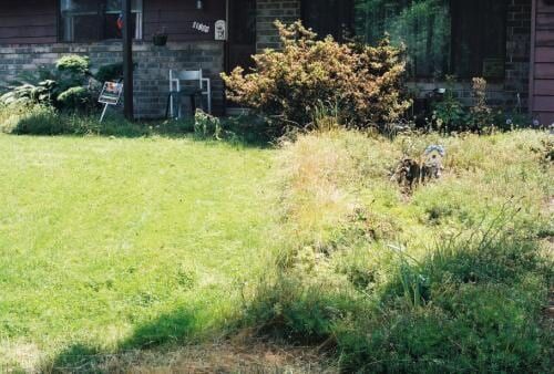 Lawn with a stark contrast: neatly mowed grass next to an overgrown, weed-filled area in front of a house.