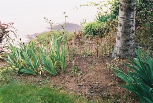 Green plants and brown soil border a lake with a tree in the background.