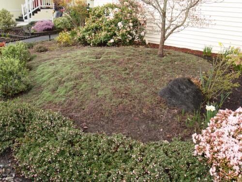 A garden bed with ground cover, shrubs, and a small tree near a house.