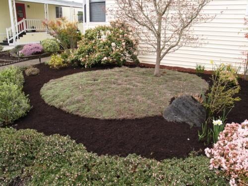 A garden bed with dark mulch and low ground cover, surrounded by bushes and a small tree.