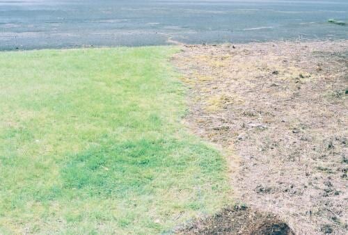 Lush green grass contrasts with dry, brown dirt; adjacent to a dark, paved surface.