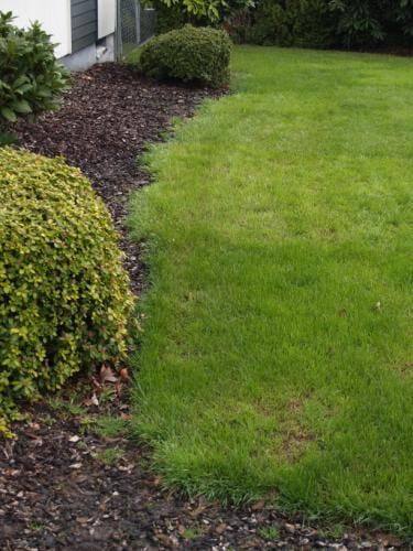 Green lawn bordered by dark mulch and bushes, beside a light-colored building.