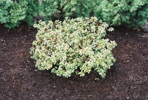 Variegated shrub with light green and white leaves, set in dark brown soil with evergreen background.
