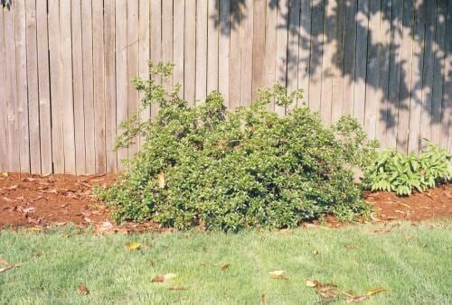 Green shrub and mulch bed against a wooden fence, with green grass in the foreground.