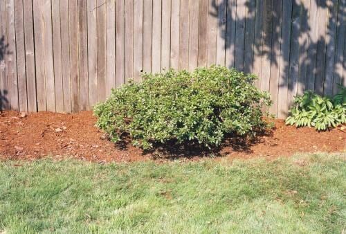 Bush in front of a wooden fence on a bed of mulch, with grass in the foreground.
