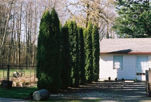 Tall green arborvitae trees lined up next to a white house with a gravel driveway and a lawn.
