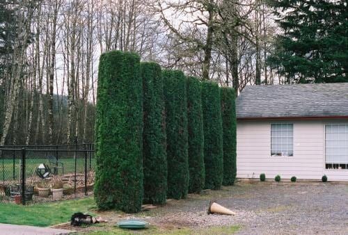 Tall, cylindrical evergreen trees create a privacy hedge along a driveway next to a white house with a grey roof.