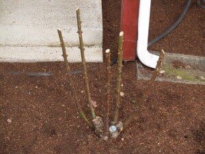 Pruned rose bush in brown soil with a white downspout in the background.