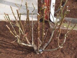 Bare rose bush, recently pruned, in a mulched bed against a white wall.