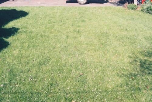 Green lawn in front of a driveway, with a car visible in the background on a sunny day.