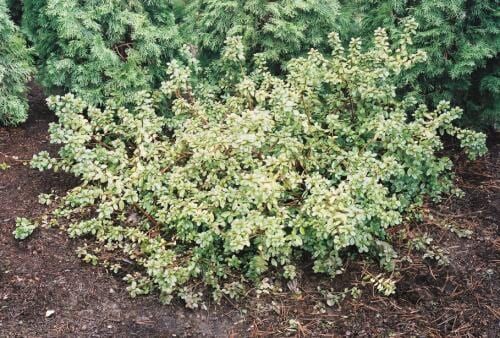 A small, variegated shrub with light green and white foliage in an outdoor setting.