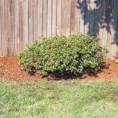 Green bush in brown mulch bed in front of a wooden fence, bordered by green grass.