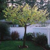 Tree with light green leaves, brown trunk, in a backyard with white fence and green grass.