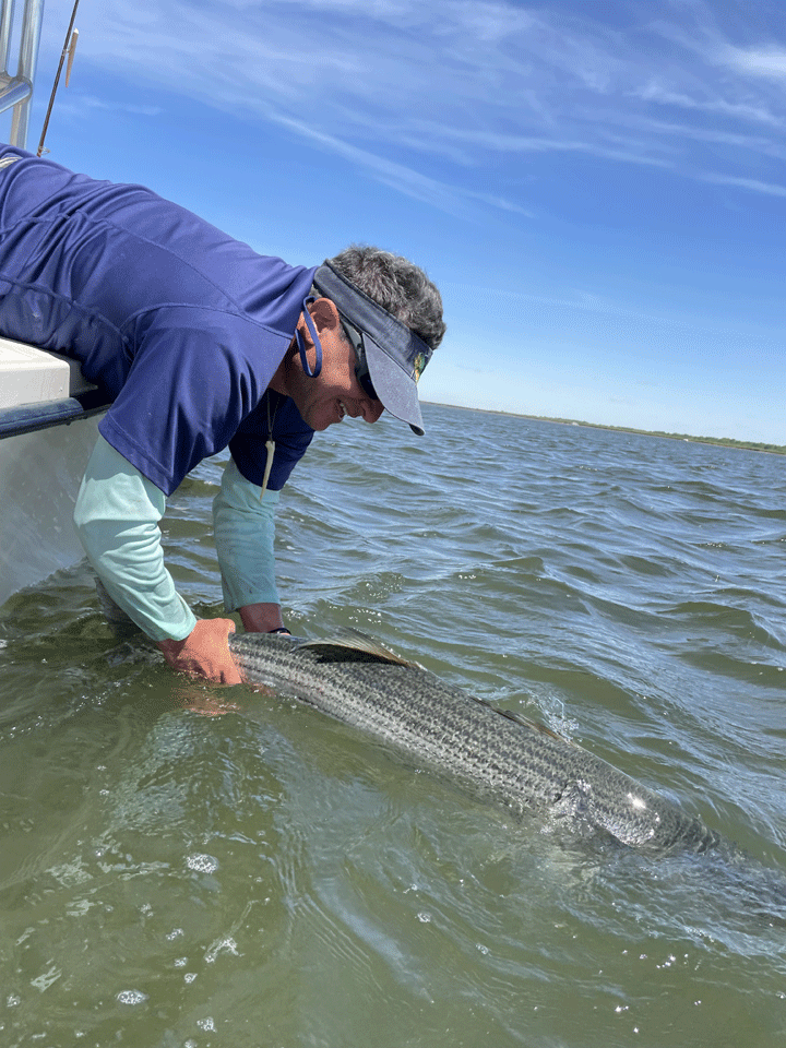 Big Striper Release
