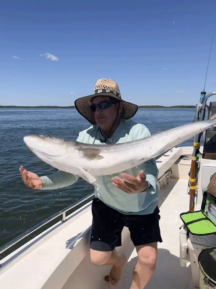 Striped Bass fishing out of Newburyport