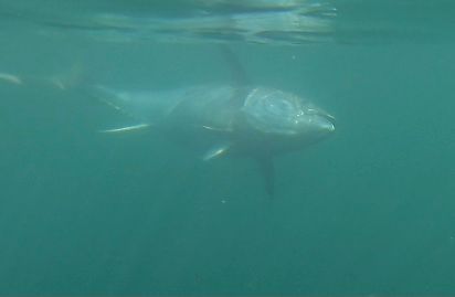 Giant Bluefin Underwater