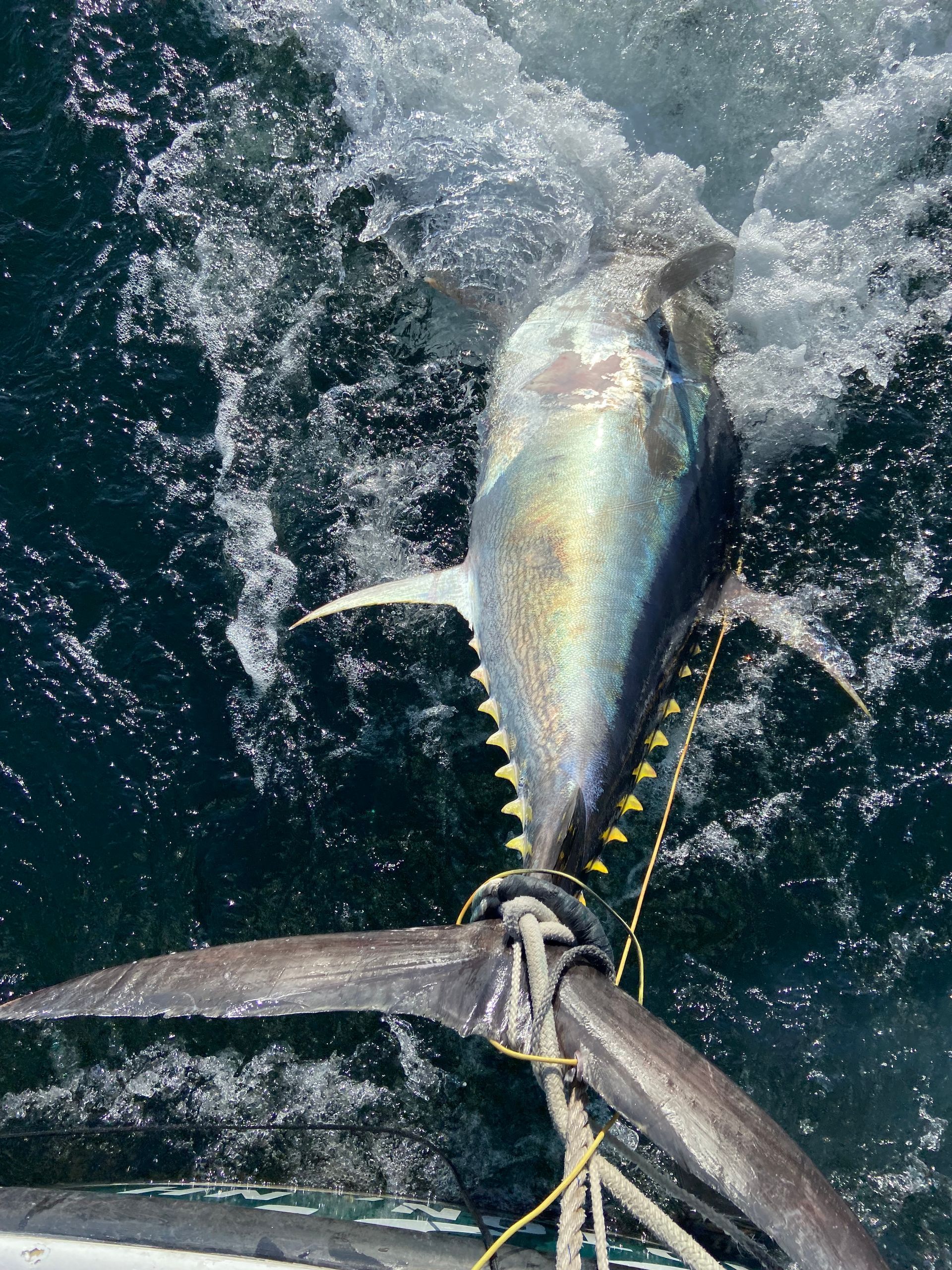 Tuna Fishing MA