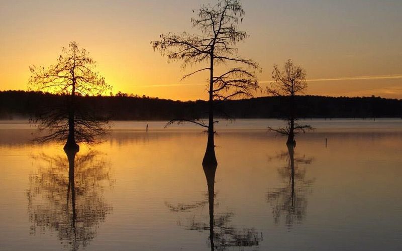 Three trees stand in calm, reflective water at sunset, silhouetted against a golden-orange sky.