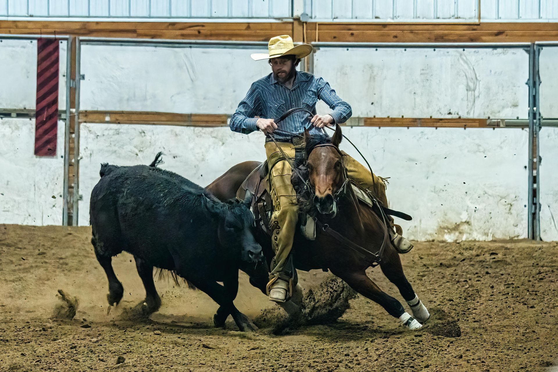 A cowboy on a horse in an arena moves quickly alongside a black calf during a rodeo event.