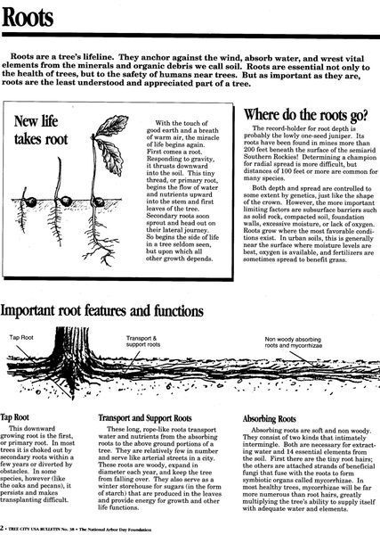 Newspaper Article About Roots and Where Do the Roots Go