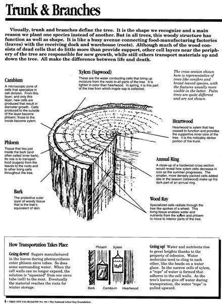 A Diagram of the Trunk and Branches of a Tree